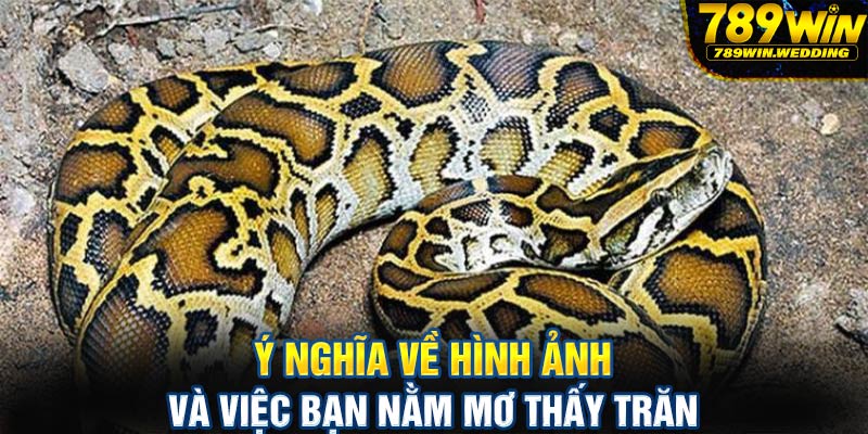 Ý nghĩa về hình ảnh và việc bạn nằm mơ thấy trăn